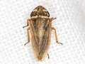 Aphrodes bicincta